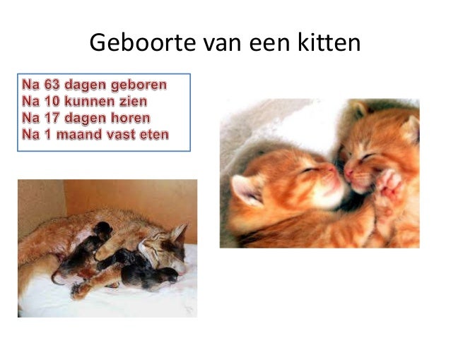 Voorbeeld Spreekbeurt Katten Groep 5 Gratis Download - vrogue.co