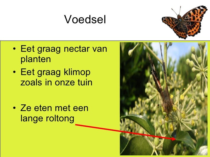 Spreekbeurt vlinders2 okt 2008