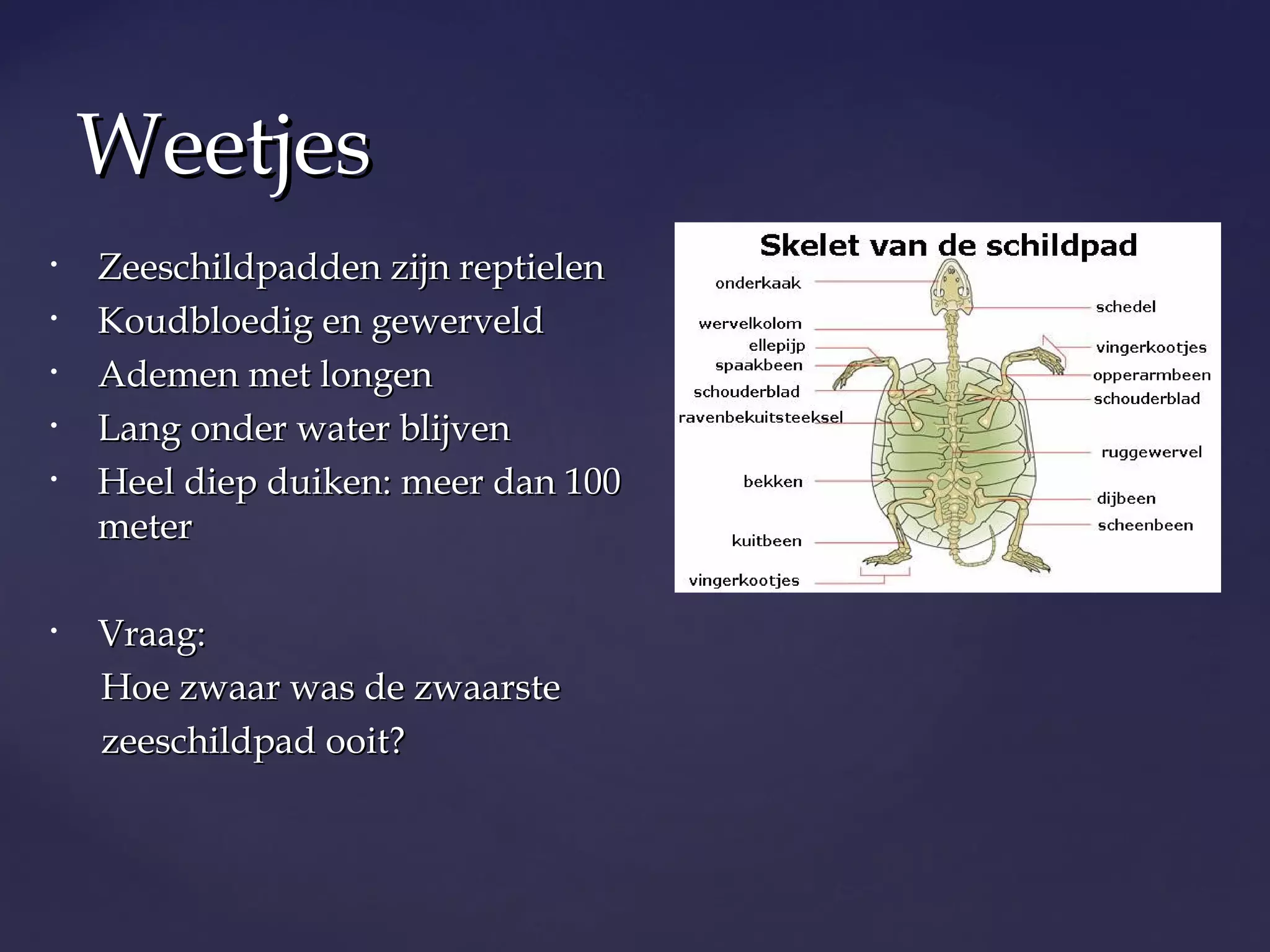 Spreekbeurt zeeschildpadden slideshare | PPT