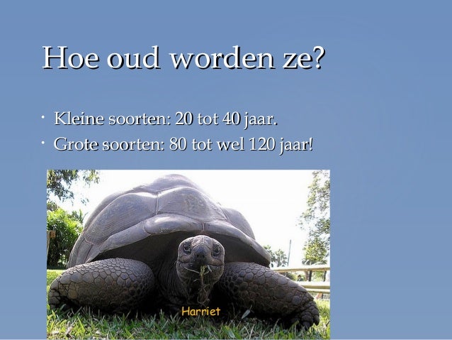 Spreekbeurt zeeschildpadden slideshare