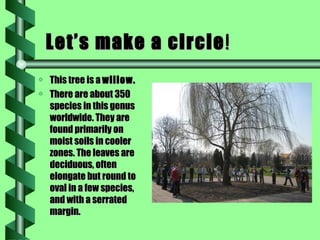 Let’s make a circle ! This tree is a  willow.   There are about 350 species in this genus worldwide. They are found primarily on moist soils in cooler zones. The leaves are deciduous, often elongate but round to oval in a few species, and with a serrated margin. 