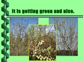 It is getting green and nice. 