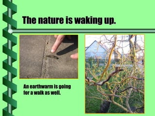 The nature is waking up. An earthwarm is going for a walk as well. 