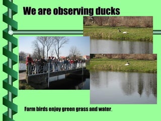 We are observing ducks Farm birds enjoy green grass and water . 
