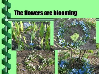 The flowers are blooming 
