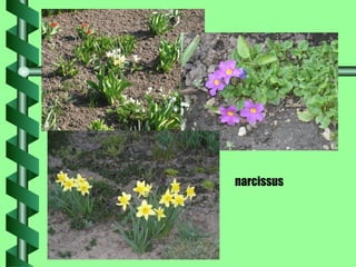 narcissus 