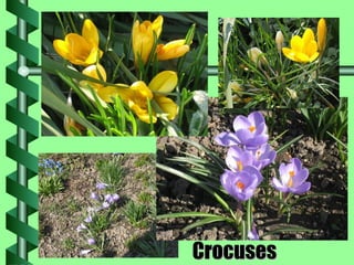 Crocuses 