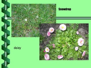 Snowdrop daisy 