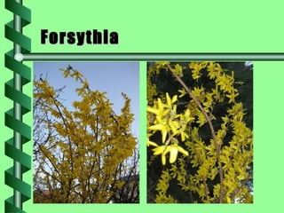 Forsythia 