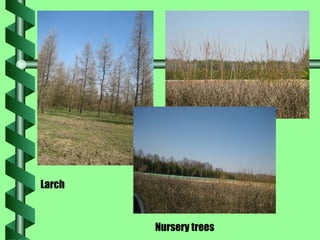 Larch  Nursery trees 