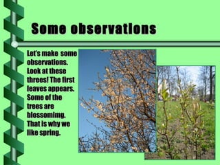 Some observations Let’s make   some observations. Look at these threes! The first leaves appears. Some of the trees are blossomimg. That is why we like spring. 
