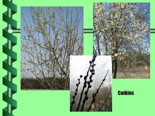 Catkins 