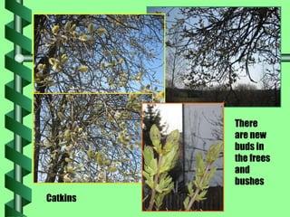 There are new buds in the frees and bushes Catkins 
