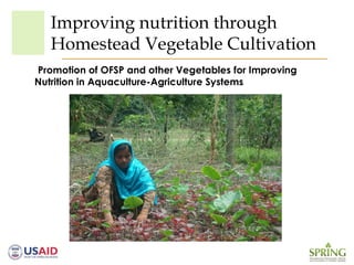 Improving nutrition through
Homestead Vegetable Cultivation
Promotion of OFSP and other Vegetables for Improving
Nutrition in Aquaculture-Agriculture Systems
 