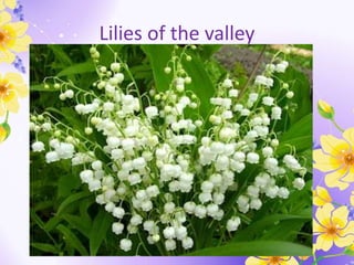 Lilies of the valley
 