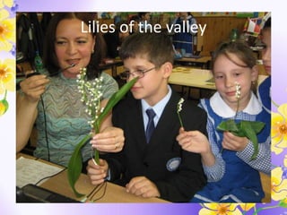 Lilies of the valley
 