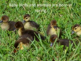 Baby birds and animals are born in
spring
 