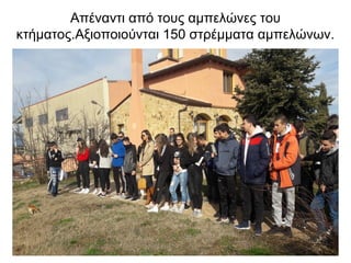 Απέναντι από τους αμπελώνες του
κτήματος.Αξιοποιούνται 150 στρέμματα αμπελώνων.
 