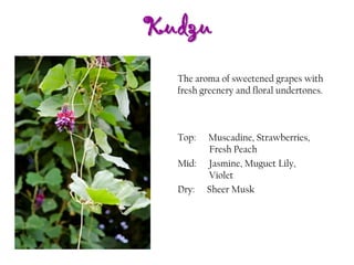 Kudzu
Top: Muscadine, Strawberries,
Fresh Peach
Mid: Jasmine, Muguet Lily,
Violet
Dry: Sheer Musk
The aroma of sweetened grapes with
fresh greenery and floral undertones.
 