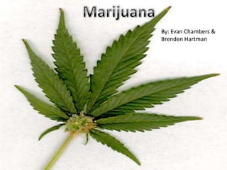 Marijuana By: Evan Chambers & Brenden Hartman  