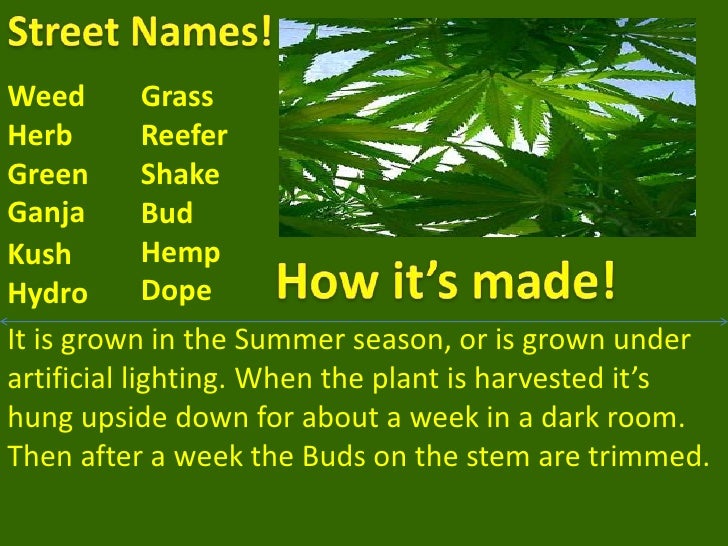 spring 2010 marijuana evan brenden marijuana street names
