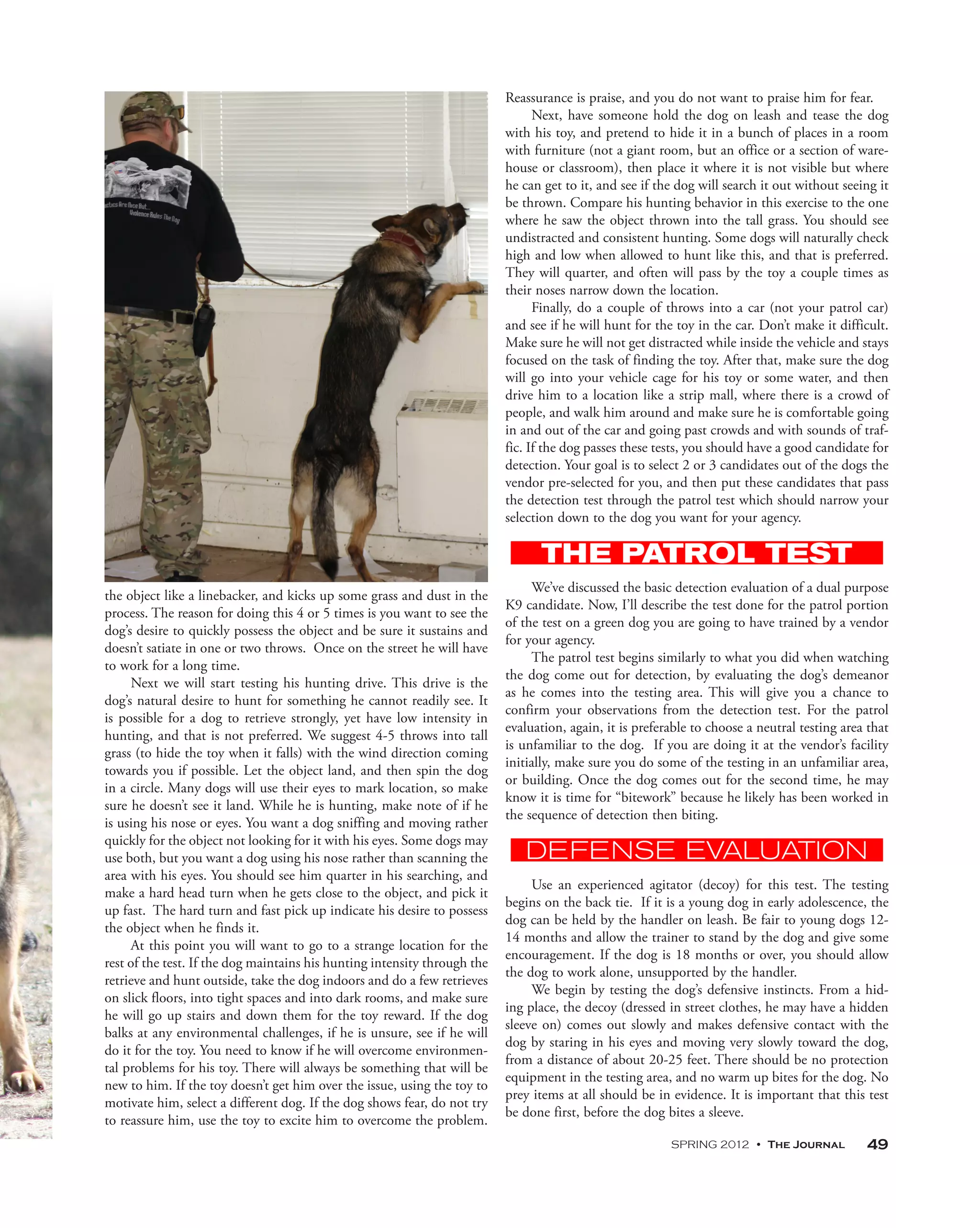 Reassurance is praise, and you do not want to praise him for fear.
                                                                                 Next, have someone hold the dog on leash and tease the dog
                                                                           with his toy, and pretend to hide it in a bunch of places in a room
                                                                           with furniture (not a giant room, but an office or a section of ware-
                                                                           house or classroom), then place it where it is not visible but where
                                                                           he can get to it, and see if the dog will search it out without seeing it
                                                                           be thrown. Compare his hunting behavior in this exercise to the one
                                                                           where he saw the object thrown into the tall grass. You should see
                                                                           undistracted and consistent hunting. Some dogs will naturally check
                                                                           high and low when allowed to hunt like this, and that is preferred.
                                                                           They will quarter, and often will pass by the toy a couple times as
                                                                           their noses narrow down the location.
                                                                                 Finally, do a couple of throws into a car (not your patrol car)
                                                                           and see if he will hunt for the toy in the car. Don’t make it difficult.
                                                                           Make sure he will not get distracted while inside the vehicle and stays
                                                                           focused on the task of finding the toy. After that, make sure the dog
                                                                           will go into your vehicle cage for his toy or some water, and then
                                                                           drive him to a location like a strip mall, where there is a crowd of
                                                                           people, and walk him around and make sure he is comfortable going
                                                                           in and out of the car and going past crowds and with sounds of traf-
                                                                           fic. If the dog passes these tests, you should have a good candidate for
                                                                           detection. Your goal is to select 2 or 3 candidates out of the dogs the
                                                                           vendor pre-selected for you, and then put these candidates that pass
                                                                           the detection test through the patrol test which should narrow your
                                                                           selection down to the dog you want for your agency.



                                                                                We’ve discussed the basic detection evaluation of a dual purpose
the object like a linebacker, and kicks up some grass and dust in the
                                                                           K9 candidate. Now, I’ll describe the test done for the patrol portion
process. The reason for doing this 4 or 5 times is you want to see the
                                                                           of the test on a green dog you are going to have trained by a vendor
dog’s desire to quickly possess the object and be sure it sustains and
                                                                           for your agency.
doesn’t satiate in one or two throws. Once on the street he will have
                                                                                The patrol test begins similarly to what you did when watching
to work for a long time.
                                                                           the dog come out for detection, by evaluating the dog’s demeanor
     Next we will start testing his hunting drive. This drive is the
                                                                           as he comes into the testing area. This will give you a chance to
dog’s natural desire to hunt for something he cannot readily see. It
                                                                           confirm your observations from the detection test. For the patrol
is possible for a dog to retrieve strongly, yet have low intensity in
                                                                           evaluation, again, it is preferable to choose a neutral testing area that
hunting, and that is not preferred. We suggest 4-5 throws into tall
                                                                           is unfamiliar to the dog. If you are doing it at the vendor’s facility
grass (to hide the toy when it falls) with the wind direction coming
                                                                           initially, make sure you do some of the testing in an unfamiliar area,
towards you if possible. Let the object land, and then spin the dog
                                                                           or building. Once the dog comes out for the second time, he may
in a circle. Many dogs will use their eyes to mark location, so make
                                                                           know it is time for “bitework” because he likely has been worked in
sure he doesn’t see it land. While he is hunting, make note of if he
                                                                           the sequence of detection then biting.
is using his nose or eyes. You want a dog sniffing and moving rather
quickly for the object not looking for it with his eyes. Some dogs may
use both, but you want a dog using his nose rather than scanning the
area with his eyes. You should see him quarter in his searching, and
                                                                                Use an experienced agitator (decoy) for this test. The testing
make a hard head turn when he gets close to the object, and pick it
                                                                           begins on the back tie. If it is a young dog in early adolescence, the
up fast. The hard turn and fast pick up indicate his desire to possess
                                                                           dog can be held by the handler on leash. Be fair to young dogs 12-
the object when he finds it.
                                                                           14 months and allow the trainer to stand by the dog and give some
     At this point you will want to go to a strange location for the
                                                                           encouragement. If the dog is 18 months or over, you should allow
rest of the test. If the dog maintains his hunting intensity through the
                                                                           the dog to work alone, unsupported by the handler.
retrieve and hunt outside, take the dog indoors and do a few retrieves
                                                                                We begin by testing the dog’s defensive instincts. From a hid-
on slick floors, into tight spaces and into dark rooms, and make sure
                                                                           ing place, the decoy (dressed in street clothes, he may have a hidden
he will go up stairs and down them for the toy reward. If the dog
                                                                           sleeve on) comes out slowly and makes defensive contact with the
balks at any environmental challenges, if he is unsure, see if he will
                                                                           dog by staring in his eyes and moving very slowly toward the dog,
do it for the toy. You need to know if he will overcome environmen-
                                                                           from a distance of about 20-25 feet. There should be no protection
tal problems for his toy. There will always be something that will be
                                                                           equipment in the testing area, and no warm up bites for the dog. No
new to him. If the toy doesn’t get him over the issue, using the toy to
                                                                           prey items at all should be in evidence. It is important that this test
motivate him, select a different dog. If the dog shows fear, do not try
                                                                           be done first, before the dog bites a sleeve.
to reassure him, use the toy to excite him to overcome the problem.
                                                                                                          SPRING 2012 • The Journal            49
 