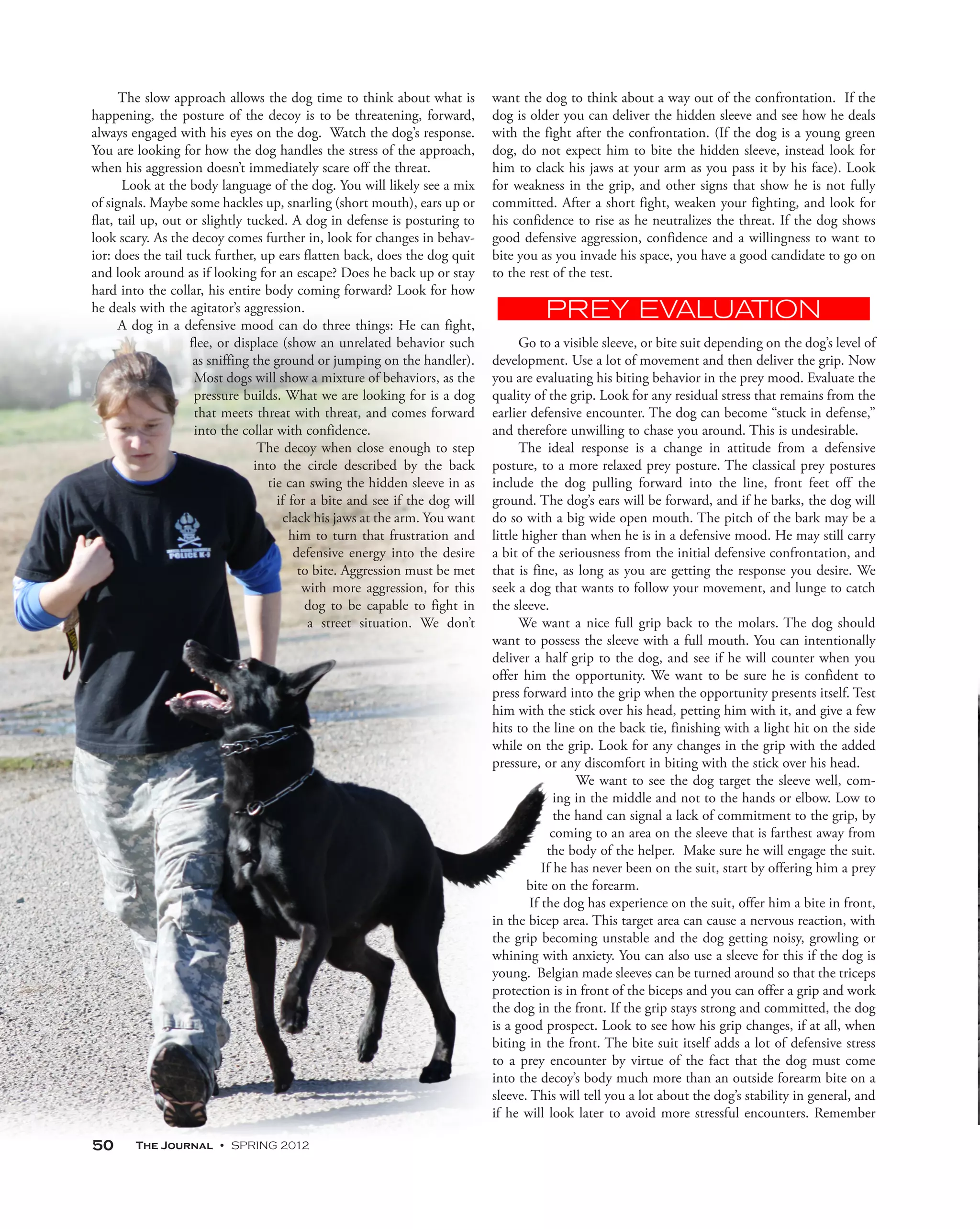 The slow approach allows the dog time to think about what is            want the dog to think about a way out of the confrontation. If the
happening, the posture of the decoy is to be threatening, forward,            dog is older you can deliver the hidden sleeve and see how he deals
always engaged with his eyes on the dog. Watch the dog’s response.            with the fight after the confrontation. (If the dog is a young green
You are looking for how the dog handles the stress of the approach,           dog, do not expect him to bite the hidden sleeve, instead look for
when his aggression doesn’t immediately scare off the threat.                 him to clack his jaws at your arm as you pass it by his face). Look
       Look at the body language of the dog. You will likely see a mix        for weakness in the grip, and other signs that show he is not fully
of signals. Maybe some hackles up, snarling (short mouth), ears up or         committed. After a short fight, weaken your fighting, and look for
flat, tail up, out or slightly tucked. A dog in defense is posturing to       his confidence to rise as he neutralizes the threat. If the dog shows
look scary. As the decoy comes further in, look for changes in behav-         good defensive aggression, confidence and a willingness to want to
ior: does the tail tuck further, up ears flatten back, does the dog quit      bite you as you invade his space, you have a good candidate to go on
and look around as if looking for an escape? Does he back up or stay          to the rest of the test.
hard into the collar, his entire body coming forward? Look for how
he deals with the agitator’s aggression.
      A dog in a defensive mood can do three things: He can fight,
                    flee, or displace (show an unrelated behavior such              Go to a visible sleeve, or bite suit depending on the dog’s level of
                     as sniffing the ground or jumping on the handler).       development. Use a lot of movement and then deliver the grip. Now
                     Most dogs will show a mixture of behaviors, as the       you are evaluating his biting behavior in the prey mood. Evaluate the
                     pressure builds. What we are looking for is a dog        quality of the grip. Look for any residual stress that remains from the
                     that meets threat with threat, and comes forward         earlier defensive encounter. The dog can become “stuck in defense,”
                     into the collar with confidence.                         and therefore unwilling to chase you around. This is undesirable.
                                  The decoy when close enough to step               The ideal response is a change in attitude from a defensive
                                 into the circle described by the back        posture, to a more relaxed prey posture. The classical prey postures
                                    tie can swing the hidden sleeve in as     include the dog pulling forward into the line, front feet off the
                                      if for a bite and see if the dog will   ground. The dog’s ears will be forward, and if he barks, the dog will
                                       clack his jaws at the arm. You want    do so with a big wide open mouth. The pitch of the bark may be a
                                         him to turn that frustration and     little higher than when he is in a defensive mood. He may still carry
                                          defensive energy into the desire    a bit of the seriousness from the initial defensive confrontation, and
                                           to bite. Aggression must be met    that is fine, as long as you are getting the response you desire. We
                                            with more aggression, for this    seek a dog that wants to follow your movement, and lunge to catch
                                            dog to be capable to fight in     the sleeve.
                                             a street situation. We don’t           We want a nice full grip back to the molars. The dog should
                                                                              want to possess the sleeve with a full mouth. You can intentionally
                                                                              deliver a half grip to the dog, and see if he will counter when you
                                                                              offer him the opportunity. We want to be sure he is confident to
                                                                              press forward into the grip when the opportunity presents itself. Test
                                                                              him with the stick over his head, petting him with it, and give a few
                                                                              hits to the line on the back tie, finishing with a light hit on the side
                                                                              while on the grip. Look for any changes in the grip with the added
                                                                              pressure, or any discomfort in biting with the stick over his head.
                                                                                                We want to see the dog target the sleeve well, com-
                                                                                            ing in the middle and not to the hands or elbow. Low to
                                                                                            the hand can signal a lack of commitment to the grip, by
                                                                                           coming to an area on the sleeve that is farthest away from
                                                                                          the body of the helper. Make sure he will engage the suit.
                                                                                         If he has never been on the suit, start by offering him a prey
                                                                                      bite on the forearm.
                                                                                      If the dog has experience on the suit, offer him a bite in front,
                                                                              in the bicep area. This target area can cause a nervous reaction, with
                                                                              the grip becoming unstable and the dog getting noisy, growling or
                                                                              whining with anxiety. You can also use a sleeve for this if the dog is
                                                                              young. Belgian made sleeves can be turned around so that the triceps
                                                                              protection is in front of the biceps and you can offer a grip and work
                                                                              the dog in the front. If the grip stays strong and committed, the dog
                                                                              is a good prospect. Look to see how his grip changes, if at all, when
                                                                              biting in the front. The bite suit itself adds a lot of defensive stress
                                                                              to a prey encounter by virtue of the fact that the dog must come
                                                                              into the decoy’s body much more than an outside forearm bite on a
                                                                              sleeve. This will tell you a lot about the dog’s stability in general, and
                                                                              if he will look later to avoid more stressful encounters. Remember

50      The Journal • SPRING 2012
 