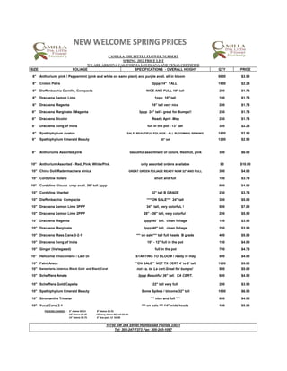 CAMILLA THE LITTLE FLOWER NURSERY
                                                        SPRING 2012 PRICE LIST
                                       WE ARE ARIZONA CALIFORNIA LOUISIANA AND TEXAS CERTIFIED
SIZE                            FOLIAGE                       SPECIFICATIONS - OVERALL HEIGHT                                   QTY    PRICE

 6"    Anthurium pink / Peppermint (pink and white on same plant) and purple avail. all in bloom                                5000   $3.50

 6"    Croton Petra                                                                           2ppp 14" TALL                     1500   $2.25

 6"    Dieffenbachia Camille, Compacta                                                    NICE AND FULL 18" tall                200    $1.75

 6"    Dracaena Lemon Lime                                                                      1ppp 18" tall                   100    $1.75

 6"    Dracaena Magenta                                                                       18" tall very nice                200    $1.75

6"     Dracaena Marginata / Magenta                                                  3ppp 24" tall - great for Bumps!!          250    $1.75

6"     Dracaena Bicolor                                                                       Ready April -May                  250    $1.75

6"     Dracaena Song of India                                                              full in the pot - 13" tall           300    $2.25

 6"    Spathiphyllum Avalon                                                SALE, BEAUTIFUL FOLIAGE - ALL BLOOMING /SPIKING      1500   $2.50
6"     Spathiphyllum Emerald Beauty                                                                 20" tall                    1200   $2.50


8"     Anthuriums Assorted pink                                                 beautiful assortment of colors, Red hot, pink   300    $6.00


10" Anthurium Assorted - Red, Pink, White/Pink                                         only assorted orders available           50     $10.00

10" China Doll Radermachera sinica                                              GREAT GREEN FOLIAGE READY NOW 32" AND FULL      300    $4.00

10" Cordyline Bolero                                                                            short and full                  100    $3.75

10" Cordyline Glauca crop avail. 36" tall 3ppp                                                                                  800    $4.00

10" Cordyline Sherbet                                                                        32" tall B GRADE                   250    $3.75

10" Dieffenbachia Compacta                                                                ****ON SALE*** 24" tall               300    $5.00

10" Dracaena Lemon Lime 3PPP                                                              34" tall, very colorfuL !             500    $7.00

10" Dracaena Lemon Lime 2PPP                                                            28" - 36" tall, very colorful !         200    $5.50

10" Dracaena Magenta                                                                    3ppp 40" tall. clean foliage            100    $3.50

10" Dracaena Marginata                                                                  3ppp 40" tall, clean foliage            250    $3.50

10" Dracaena Mass Cane 3-2-1                                                        *** on sale*** tall full heads B grade      400    $5.00

10" Dracaena Song of India                                                                 10" - 12" full in the pot            150    $4.00

10" Ginger (Variegated)                                                                         full in the pot                 700    $4.75

10" Heliconia Choconiana / Ladi Di                                                  STARTING TO BLOOM / ready in may            500    $4.00

10" Palm Areca                                                                     **ON SALE** NOT TX CERT 4' to 5' tall        1000   $5.00
10" Sansevieria Zelainica /Black Gold and Black Coral                               not ca, tx. La cert.Great for bumps!        500    $5.00

10" Schefflera Amate                                                                 2ppp Beautiful 36" tall. CA CERT.          600    $4.50

10" Schefflera Gold Capella                                                                   22" tall very full                200    $3.50

10" Spathiphyllum Emerald Beauty                                                       Some Spikes / blooms 32" tall            1000   $6.50

10" Stromanthe Triostar                                                                      *** nice and full ***              800    $4.50

10" Yuca Cane 2-1                                                                      *** on sale *** 14" wide heads           100    $5.00
          PACKING CHARGES : 6" sleeve $0.15    8" sleeve $0.25
                            10" sleeve $0.35   10" long sleeve 46" tall $0.50
                            14" sleeve $0.75   6" box pack 12 $4.00

                                                        16750 SW 264 Street Homestead Florida 33031
                                                             Tel: 305-247-7373 Fax: 305-245-1097
 