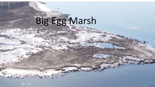 Big Egg Marsh
 