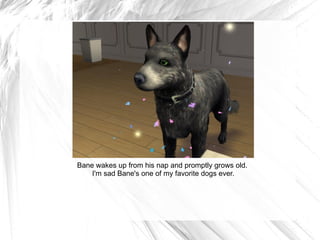 Bane wakes up from his nap and promptly grows old.  I'm sad Bane's one of my favorite dogs ever. 