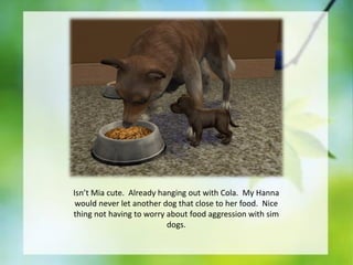 Isn’t Mia cute. Already hanging out with Cola. My Hanna
would never let another dog that close to her food. Nice
thing not having to worry about food aggression with sim
dogs.

 