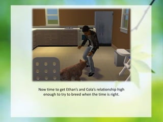 Now time to get Ethan’s and Cola’s relationship high
enough to try to breed when the time is right.

 