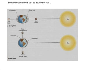 Sun and moon effects can be additive or not…