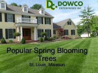 Popular Spring Blooming
Trees
St. Louis, Missouri

 
