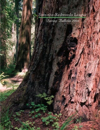 Save-the-Redwoods League
Spring Bulletin 2006
Cover photo: Montgomery Woods State Reserve
Photo by Evan Johnson
To receive our Bulletin via email, send your email address to membership@savetheredwoods.org
Save-the-Redwoods League 114 Sansome Street • Room 1200 • San Francisco • CA • 94104
(415) 362-2352 voice • (415) 362-7017 fax • www.savetheredwoods.org
9 PRINTED ON RECYCLED PAPER
A Gift for Generations
to Come: Redwood
Grove Dedication
Dedicating a redwood grove
through a gift to Save-the-
Redwoods League ensures that the
beauty and grandeur of the
redwoods will continue to inspire
future generations, while setting
aside a very special place where
you and your family may savor the
trees, rivers and wildlife of the
forest. Redwood groves are
available for dedication all along
the redwood ecosystem, from
Jedidiah Smith Redwoods State
Park in the north to Limekiln
State Park in Big Sur to the south.
Some are easily accessible; others
require sturdy shoes and a walking
stick to reach.
Donation levels for a naming
opportunity start at $25,000. The
donation may be made in a lump
sum, spread over a three-year
period, or by bequest or other
form of planned gift. In many
parks, a sign bearing the name of
the honoree will be placed in the
grove.
Gifts to the League to dedicate a
redwood grove can support land
acquisition, environmental
education, redwood research,
restoration, and other
programmatic work at the donor’s
request, and are fully deductible to
the extent of the law.
For more information, please
contact Jennifer Gabriel, Major
Gifts Officer, by calling toll free:
(888) 836-0005 or by e-mail at
groves@savetheredwoods.org
CYNTHIA GRUBB:
A Life Devoted
to Conservation
As a child, Cynthia Grubb loved the 20
dogwood trees planted by her father in their
yard, and she has maintained a deep love of
trees ever since. Within the first month of her
arrival in California in 1955, Cynthia went
hiking in Big Basin Redwoods State Park and
travelled to Sequoia National Park – her
introduction to redwoods. She has never
forgotten these first encounters with the coastal
redwood and the giant sequoia, and her lifelong
commitment to conservation was born.
Together she and husband Ted Grubb hiked many of California’s redwood
forests. Ted’s father, D. Hanson Grubb, had been a Councillor for many years,
and Ted took his place upon his father’s illness. After Ted passed, Cynthia
joined the Council, and her decade of work on the Board of Directors greatly
enriched the organization. She remains an active Councillor and is a member
of the Development Committee.
Cynthia’s favorite redwood park is Montgomery Woods State Reserve, and she
was delighted to contribute in 2005 towards the successful purchase of land
that will double the size of the reserve. “My real love of trees and the
opportunity to help pass on such a fantastic redwood conservation legacy for
posterity are the reasons why I am involved with the League,” she says. Other
favorite League projects include the restoration of 25,000 acres of previously
harvested redwood lands at Mill Creek and furthering the scientific
understanding of the Dawn Redwood indigenous to China.
Two of the family’s treasures are the memorial groves named for the wonderful
men of the Grubb family. A spectacular grove at Montgomery Woods State
Reserve is named for Ted and his father, and another beautiful grove at
Calaveras Big Trees State Park is dedicated to Ted. Cynthia is very pleased that
these groves serve as living classrooms and family memories for her daughter
and grandchildren.
PhotoprovidedbyCynthiaGrubb
 