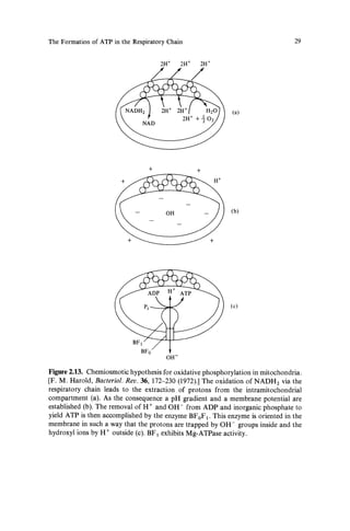 bacterial-metabolism | PDF