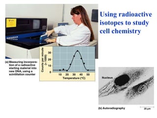 Using radioactive isotopes to study cell chemistry 
