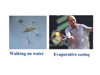 Walking on water Evaporative  cooling 