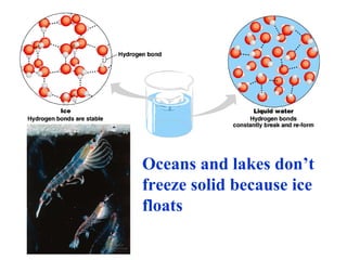 Oceans and lakes don’t freeze solid because ice floats 