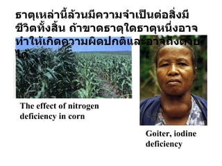ธาตุเหล่านี้ล้วนมีความจำเป็นต่อสิ่งมีชีวิตทั้งสิ้น ถ้าขาดธาตุใดธาตุหนึ่งอาจทำให้เกิดความผิดปกติและอาจถึงตายได้ The effect of nitrogen deficiency in corn Goiter, iodine deficiency 