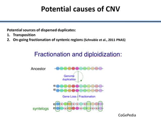 Potential causes of CNV
Potential sources of dispersed duplicates:
1. Transposition
2. On-going fractionation of syntenic regions (Schnable et al., 2011 PNAS)
CoGePedia
 