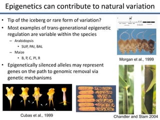 Epigenetics can contribute to natural variation
• Tip of the iceberg or rare form of variation?
• Most examples of trans-generational epigenetic
regulation are variable within the species
– Arabidopsis
• SUP, PAI, BAL
– Maize
• B, P, C, Pl, R
• Epigenetically silenced alleles may represent
genes on the path to genomic removal via
genetic mechanisms
Morgan et al., 1999
Cubas et al., 1999 Chandler and Stam 2004
 
