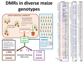 DMRs in diverse maize
genotypes
 