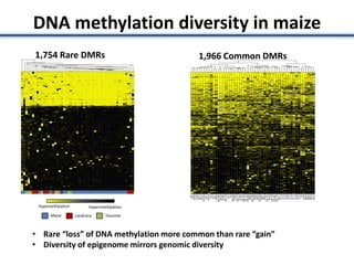 DNA methylation diversity in maize
Maize Landrace Teosinte
Hypomethylation Hypermethylation
1,754 Rare DMRsHierarchical Clustering Hierarchical Clustering1,966 Common DMRs
• Rare “loss” of DNA methylation more common than rare “gain”
• Diversity of epigenome mirrors genomic diversity
 