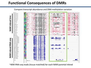 Functional Consequences of DMRs
NAMinbred5mcNAMinbredRNA-seq
~40M RNA-seq reads (tissue matched) for each NAM parental inbred
Compare transcript abundance and DNA methylation variation
 