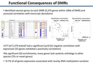 • Identified nearest genes to each DMR (2,375 genes within 10kb of DMR) and
assessed correlation with transcript abundance
•277 (of 2,375 tested) had a significant (q<0.01) negative correlation with
expression [53 genes exhibited a positively correlation]
•No significant GO enrichments; many genes lack syntenic orthologs in other
species (TEs or novel genes)
• ~0.7% of all genes expression associated with nearby DNA methylation variation
Functional Consequences of DMRs
Qualitative association Quantitative association
 