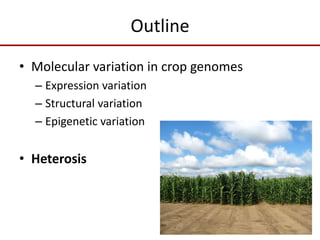 Outline
• Molecular variation in crop genomes
– Expression variation
– Structural variation
– Epigenetic variation
• Heterosis
 