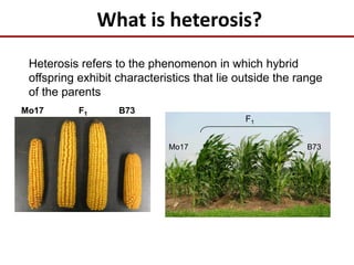 What is heterosis?
Heterosis refers to the phenomenon in which hybrid
offspring exhibit characteristics that lie outside the range
of the parents
Mo17 B73F1
F1
Mo17 B73
 