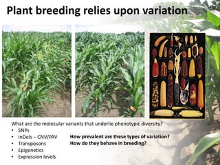Plant breeding relies upon variation
What are the molecular variants that underlie phenotypic diversity?
• SNPs
• InDels – CNV/PAV
• Transposons
• Epigenetics
• Expression levels
How prevalent are these types of variation?
How do they behave in breeding?
 