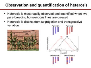Observation and quantification of heterosis
• Heterosis is most readily observed and quantified when two
pure-breeding homozygous lines are crossed
• Heterosis is distinct from segregation and transgressive
variation
Height (cM)
RIL
Parent 1 Parent 2 F1
F2
Proportionofpopulation
F1
B73
Mo17
Short RILs
Intermediate
RILs
Tall RILs
Parent 1 Parent 2
Example F2 Example RIL
 